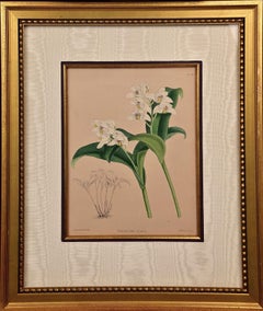 Orchidées : Gravure colorée à la main du 19e siècle de « Trichosma Suavis » par J. Fitch