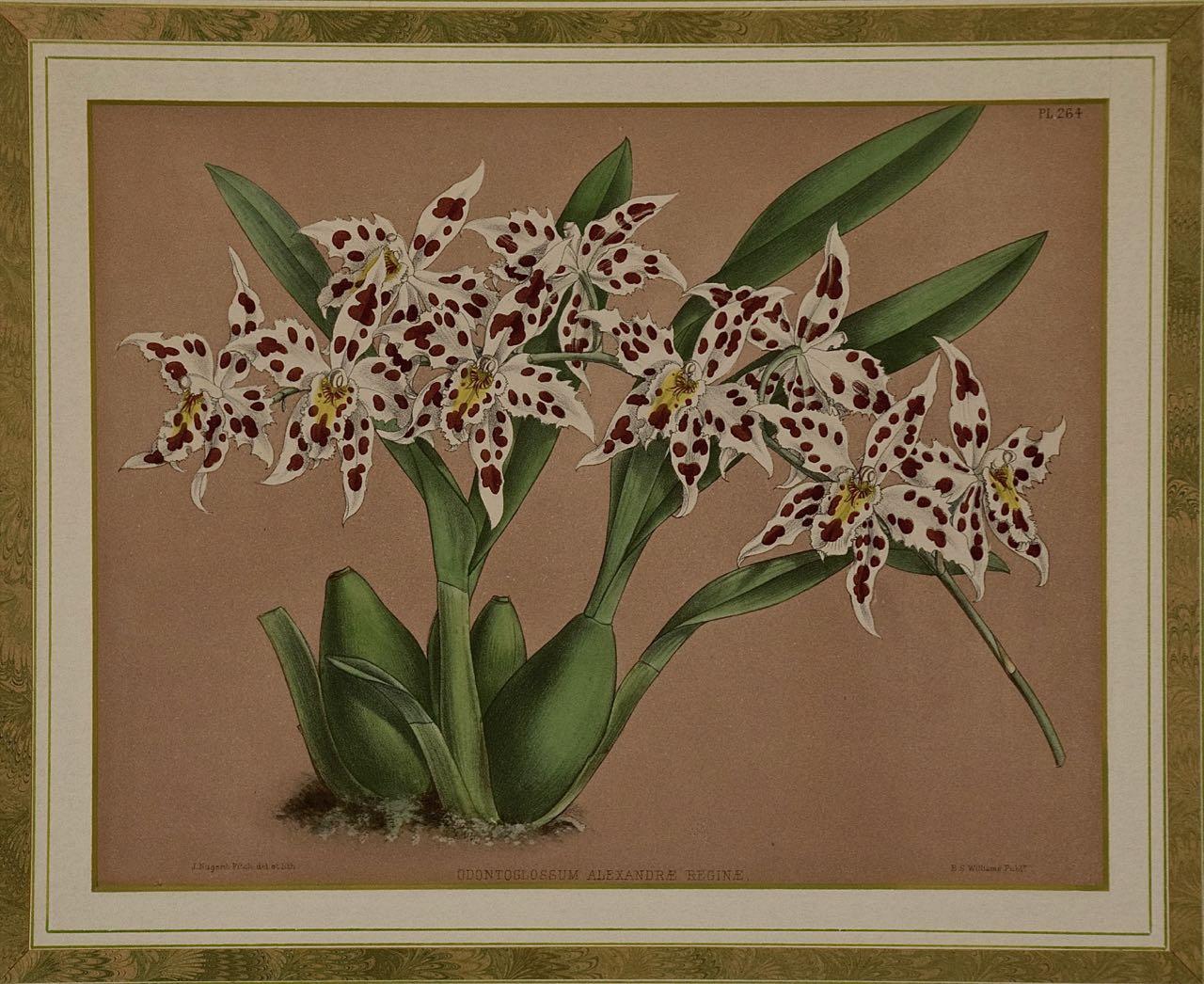 Orchids: Framed 19th C. Hand-colored lithograph of 