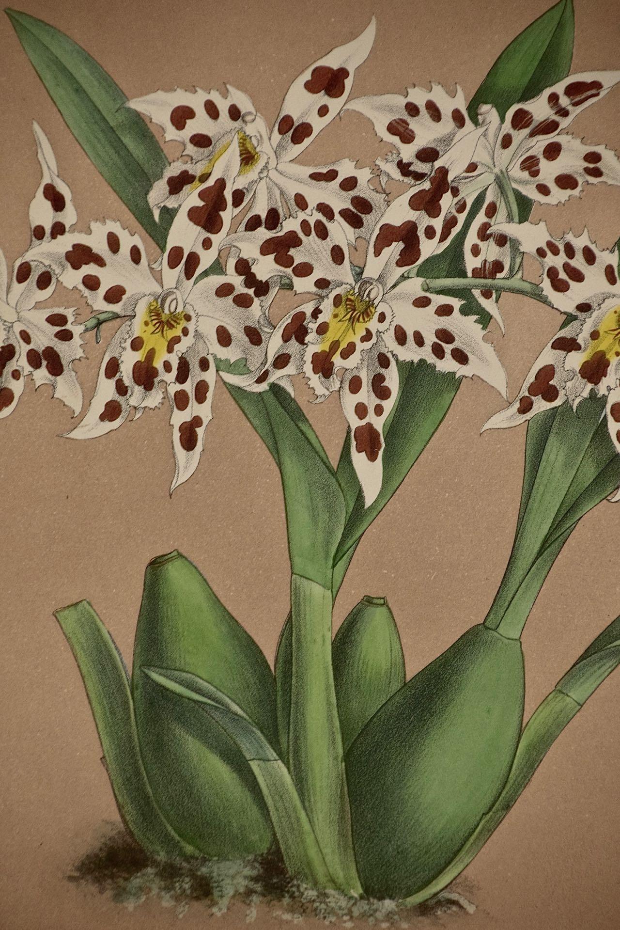 Orchids: Framed 19th C. Hand-colored lithograph of 
