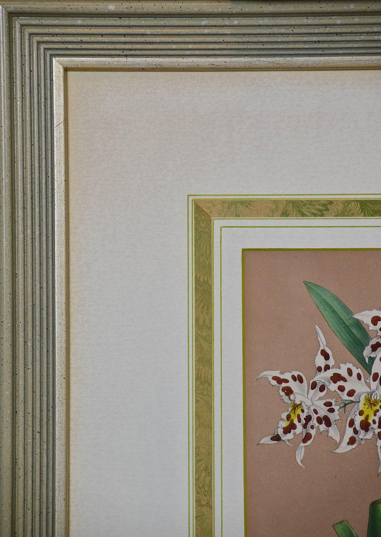 This beautiful, original hand-colored orchid lithograph entitled 