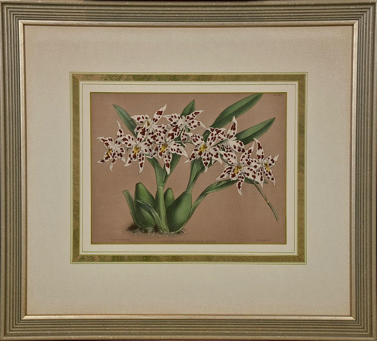 John Nugent Fitch Landscape Print - Orchids: Framed 19th C. Hand-colored lithograph of "Alexandrae Reginae" by Fitch