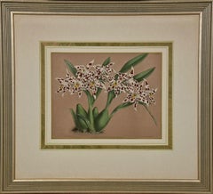 Framed 19th C. Hand-Colored lithograph of "Alexandrae Reginae" Orchids by Fitch