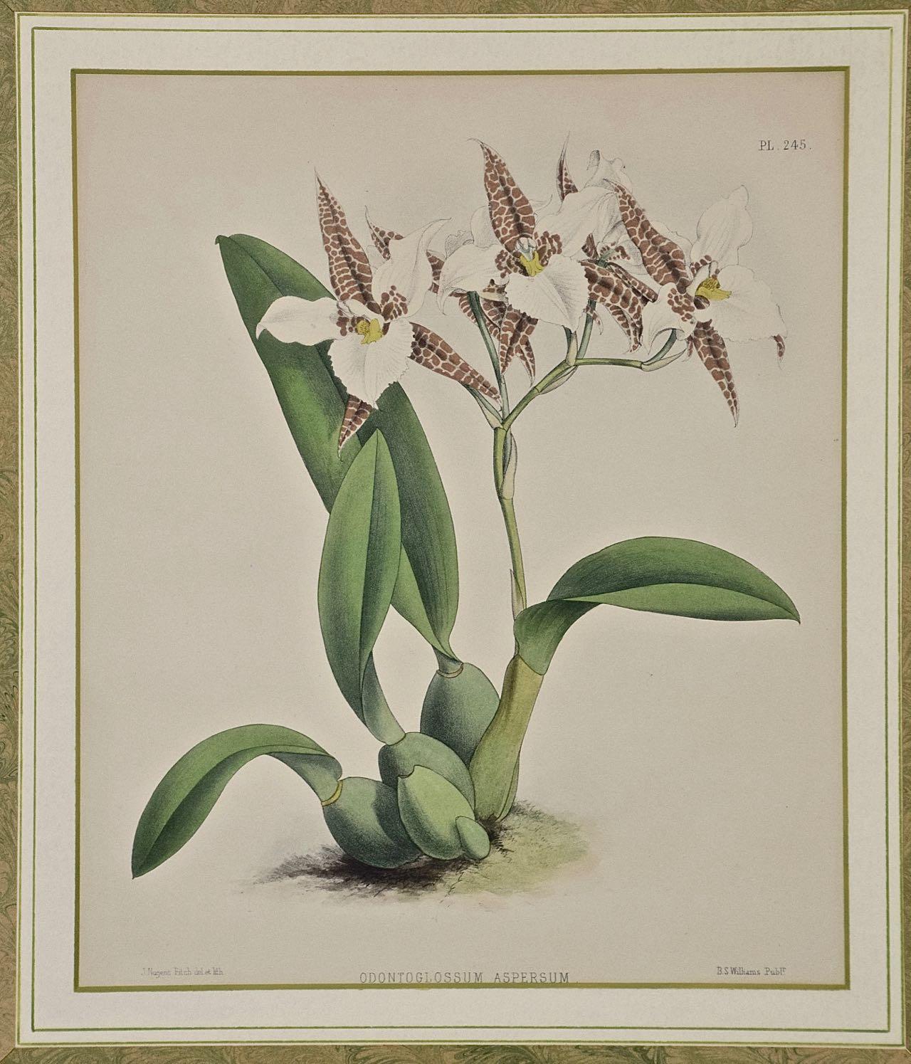  Orchids: Framed 19th C. Hand-Colored lithograph of 