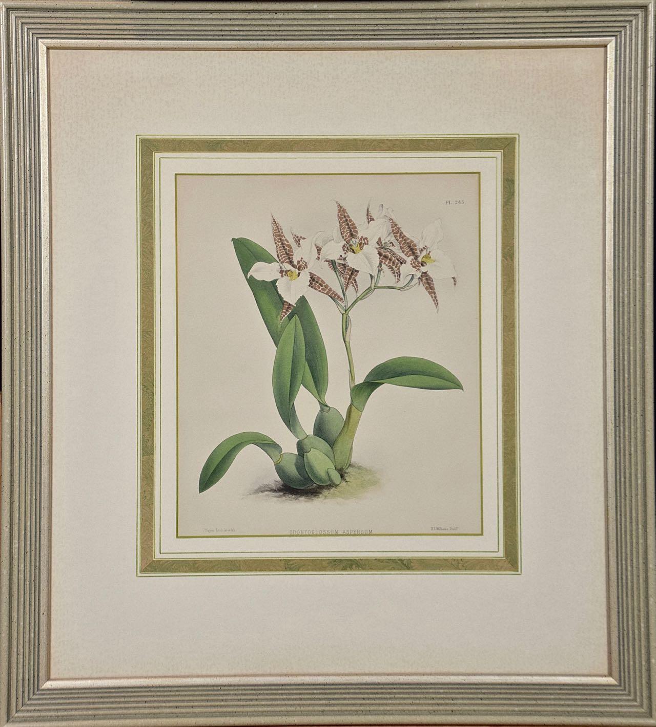 John Nugent Fitch Landscape Print -  Orchids: Framed 19th C. Hand-Colored lithograph of "Aspersum" by J. Fitch