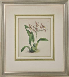 Framed 19th C. Hand-Colored lithograph of "Aspersum" Orchids by J. Fitch