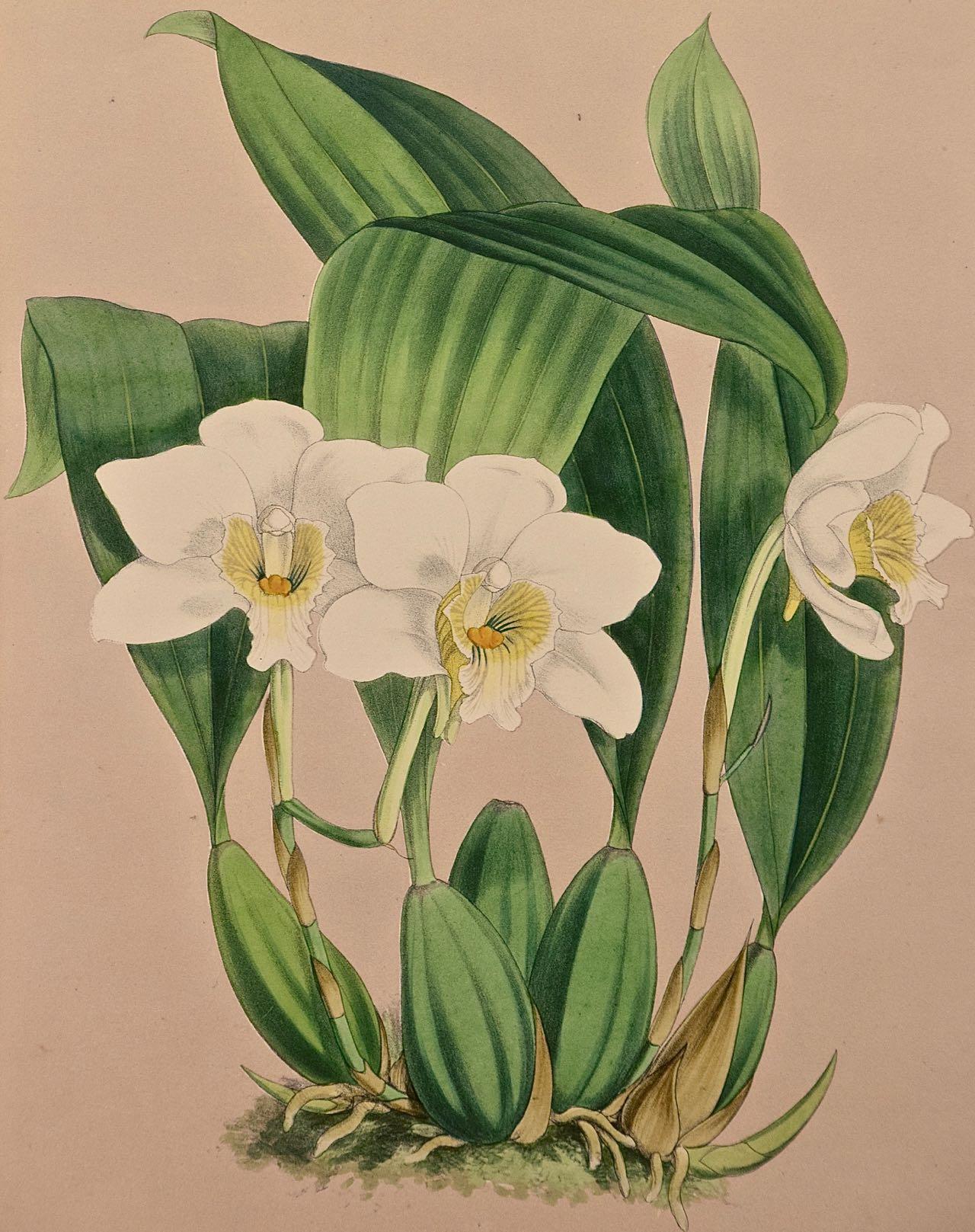 Gravure colorée à la main « Orchids » du 19e siècle de « Lycaste Skinneri » par Fitch - Print de John Nugent Fitch