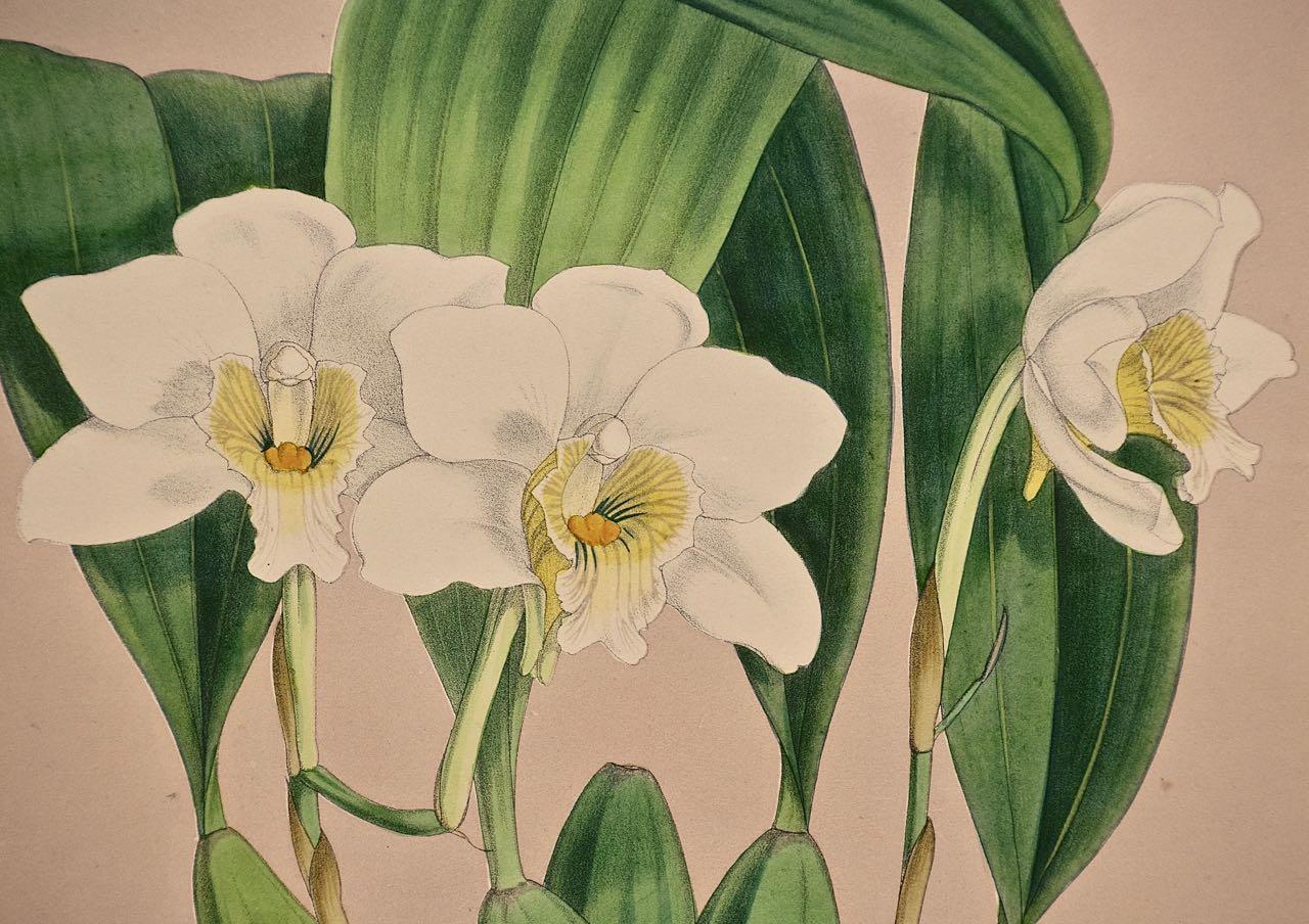 Gravure colorée à la main « Orchids » du 19e siècle de « Lycaste Skinneri » par Fitch - Naturalisme Print par John Nugent Fitch