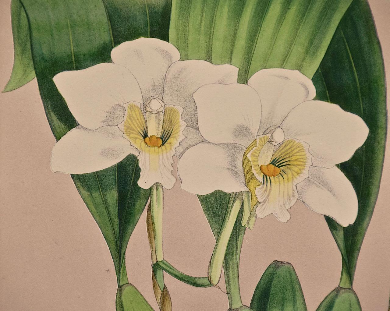 Cette magnifique lithographie originale d'orchidée coloriée à la main intitulée 