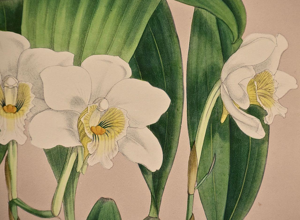 Gravure colorée à la main « Orchids » du 19e siècle de « Lycaste Skinneri » par Fitch en vente 1