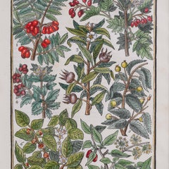 Paradisi in Sole Paradisus Terrestris Print by John Parkinson