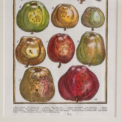 Paradisi in Sole Paradisus Terrestris Print by John Parkinson