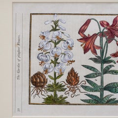 Paradisi in Sole Paradisus Terrestris Print by John Parkinson