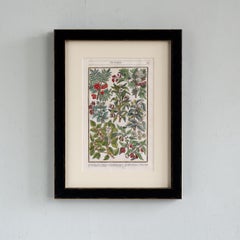 Paradisi in Sole Paradisus Terrestris Print by John Parkinson