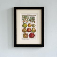 Paradisi in Sole Paradisus Terrestris Print by John Parkinson