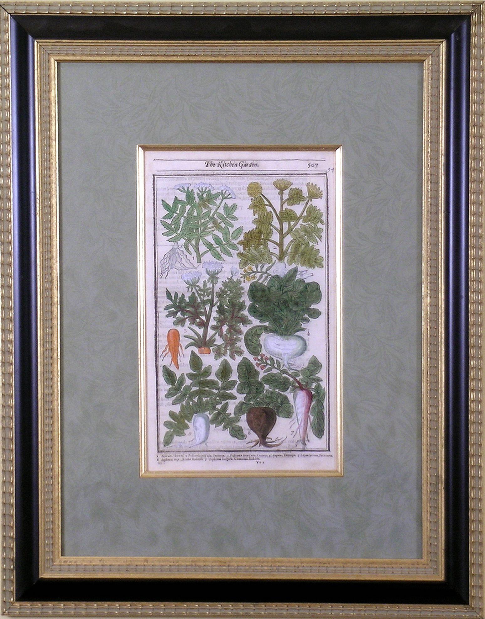 Root Vegetables  (Carrot, Turnip, Radish, Parsnip, etc.) - Print by John Parkinson