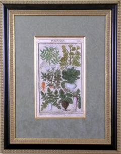 Antique Root Vegetables  (Carrot, Turnip, Radish, Parsnip, etc.)