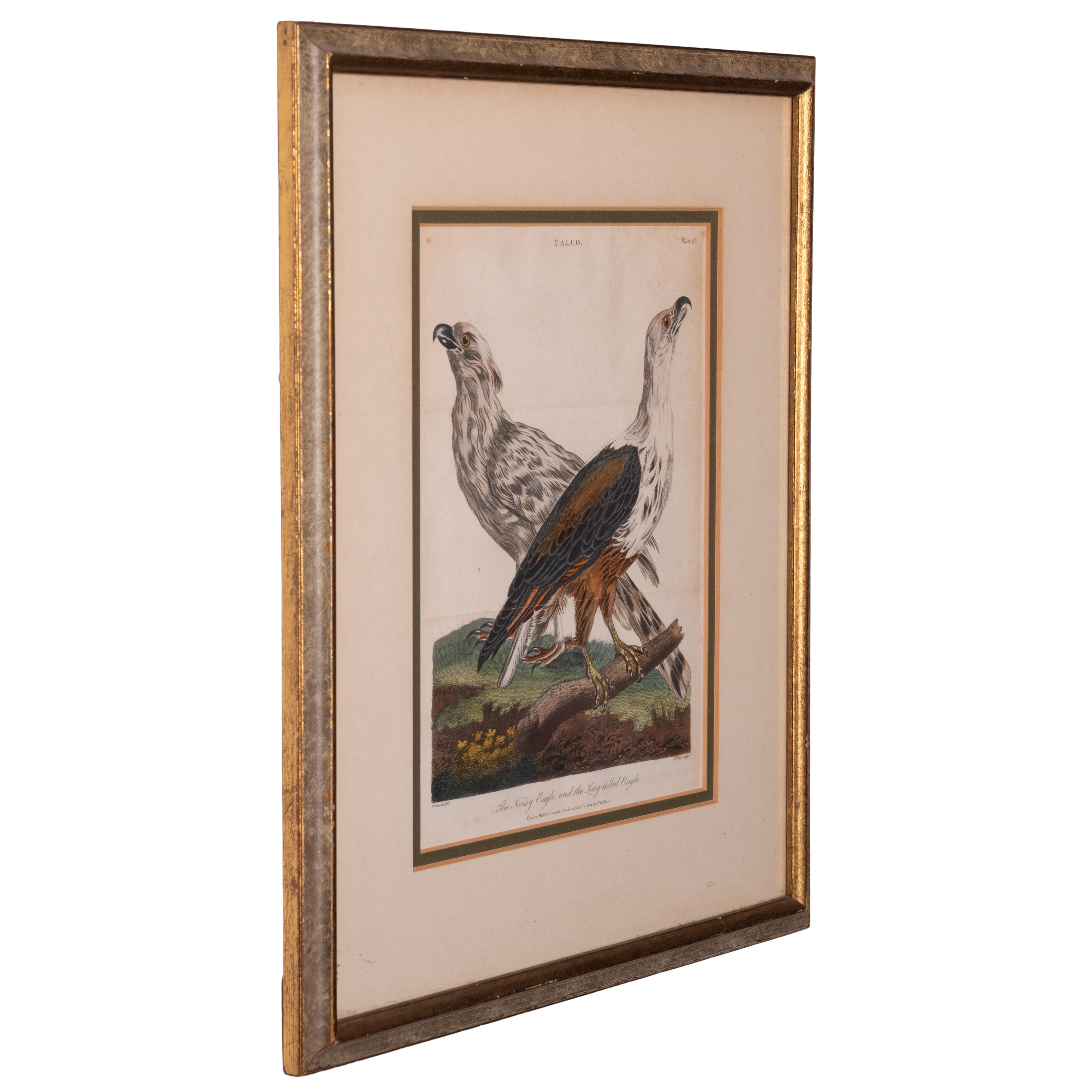 John Pass
(British, 1793-1832)

A pair of hand-colored engravings after the paintings by Johann Lebrecht Reinhold, c. 1805
The Griffard Eagle, and the Boatman.
The Noisy Eagle, and the Long-tailed Eagle.

sight: 7 ½ by 9 ¾ inches
frame: 13 ½ by 15 ¾