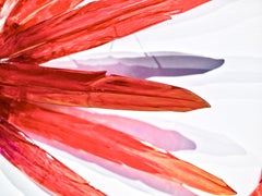 Flying With Fire - large, translucent, red, feathers, solid glass wall sculpture