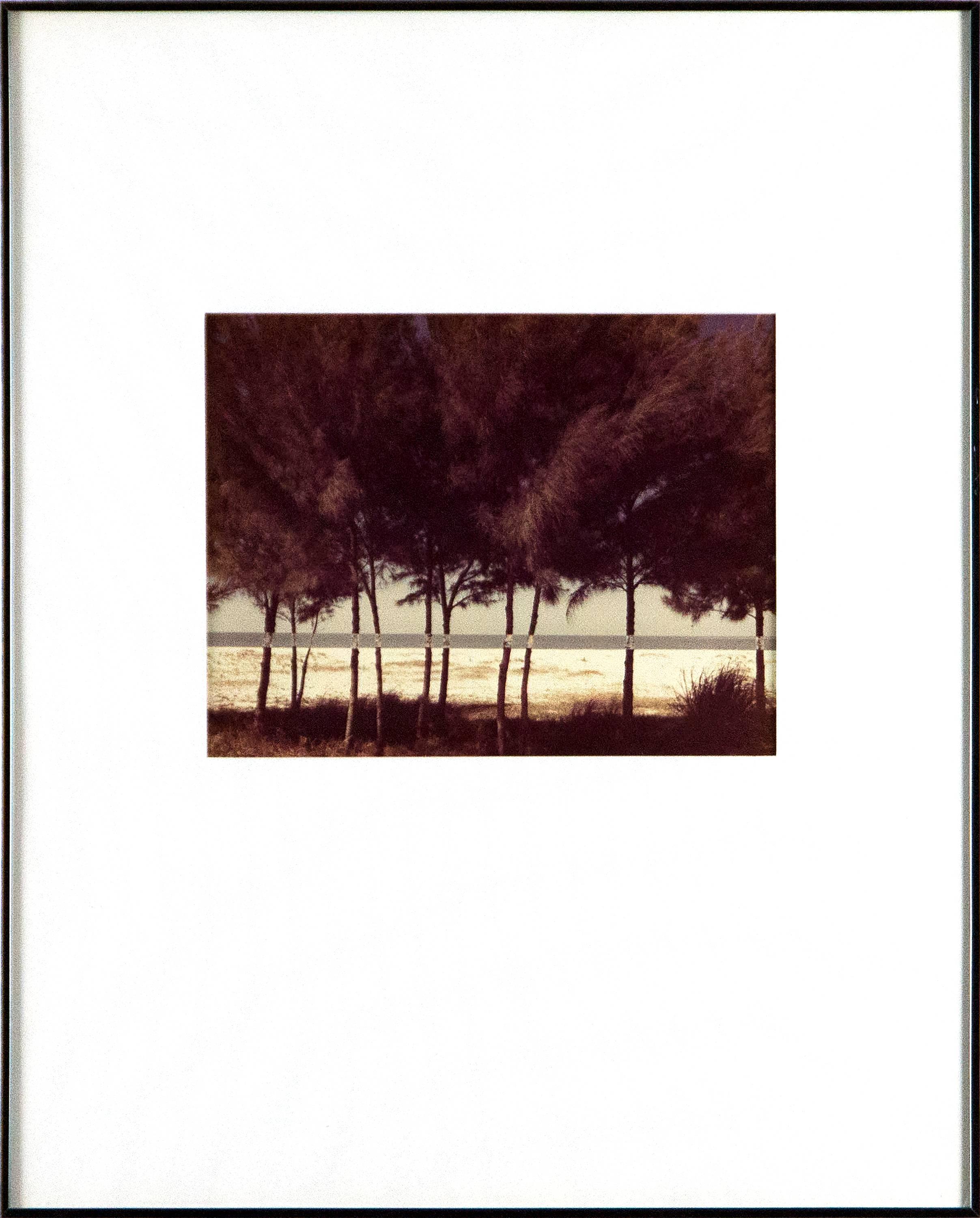 Australian Pines, Fort DeSoto, Florida (February 1977) - Photograph by John Pfahl