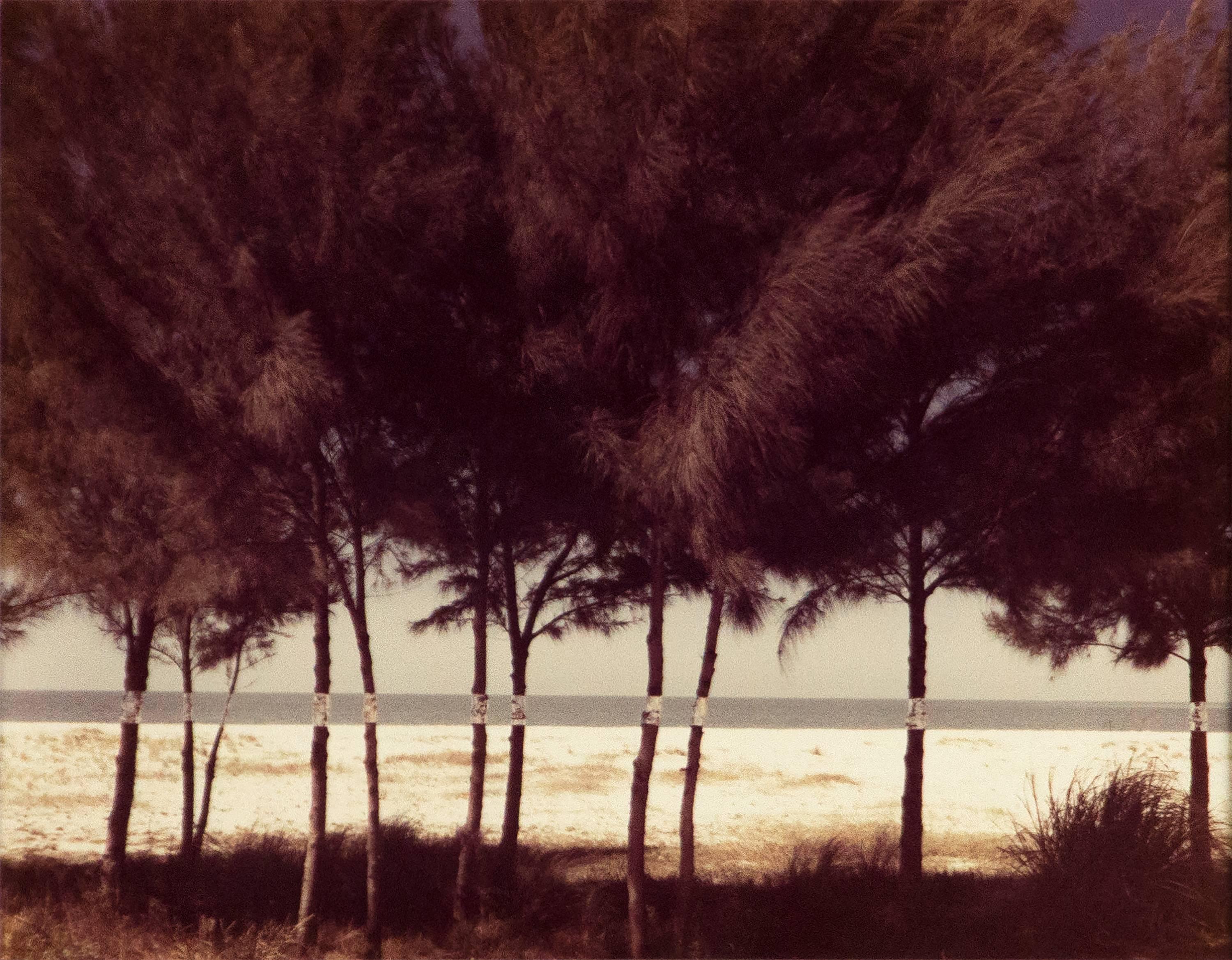 John Pfahl Landscape Photograph - Australian Pines, Fort DeSoto, Florida (February 1977)