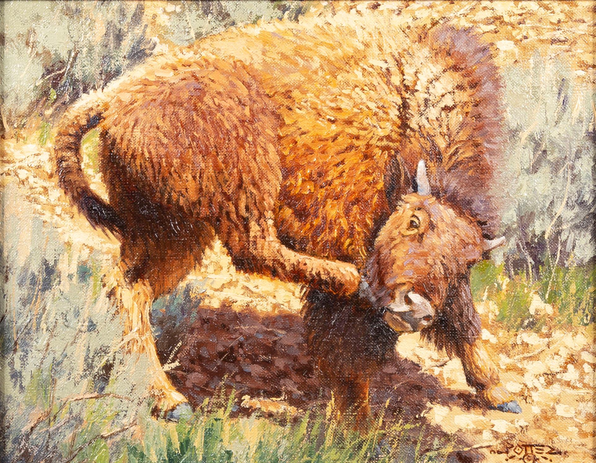 Peinture à l'huile sur toile « Itching for Spring » représentant une faune de Bison, art amérindien - Painting de John Potter