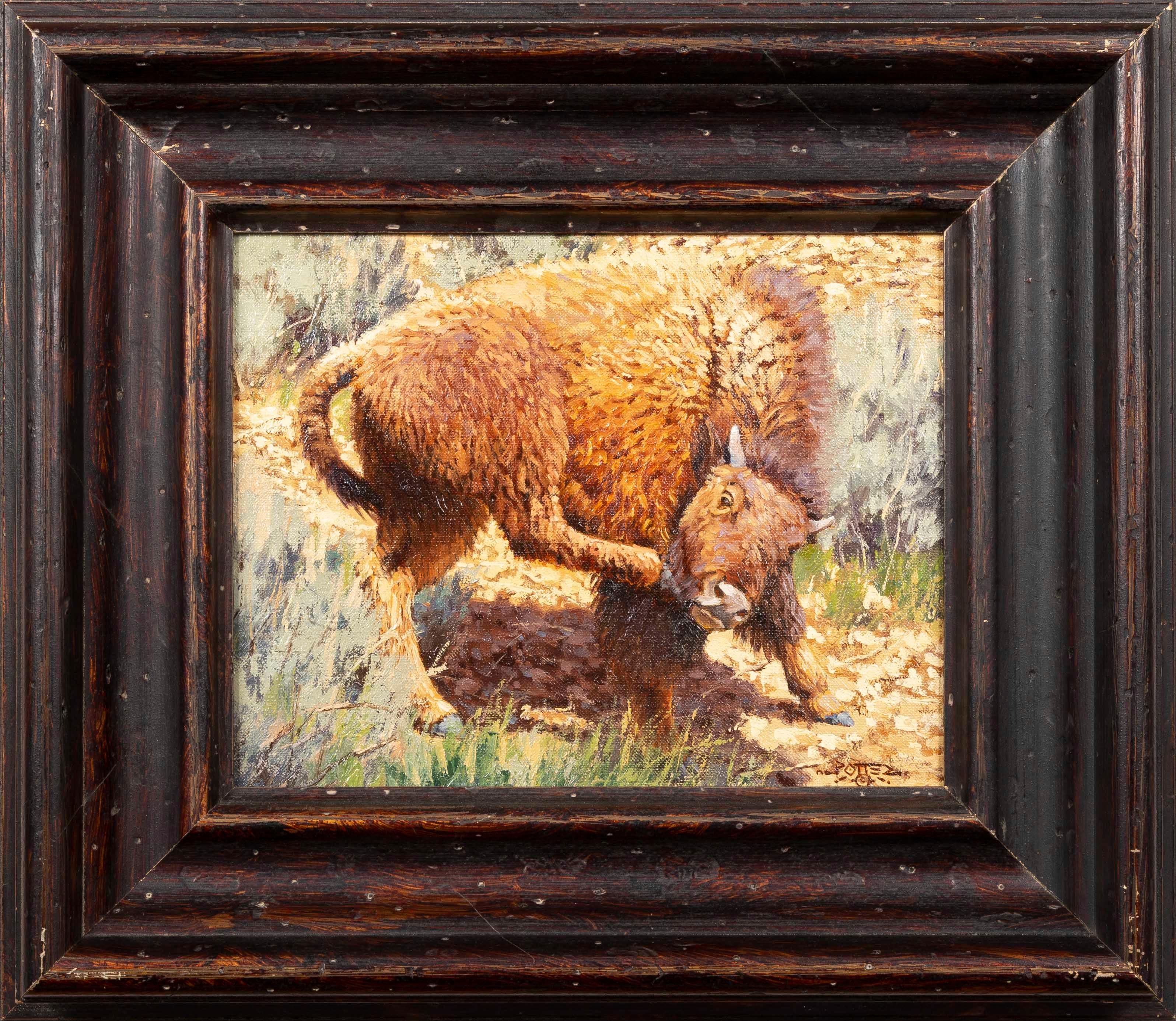 John Potter Animal Painting - Itching for Spring, Bison Wildlife Oil Painting on Canvas, Native American Art