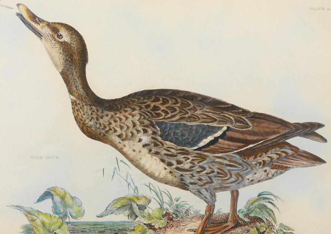 This is a first edition hand-colored engraving of the Wild Duck from the original folio of Prideaux John Selby's Illustrations of British Ornithology, published between 1821-1834. This is the fiftieth plate in the folio, as indicated by the “Plate