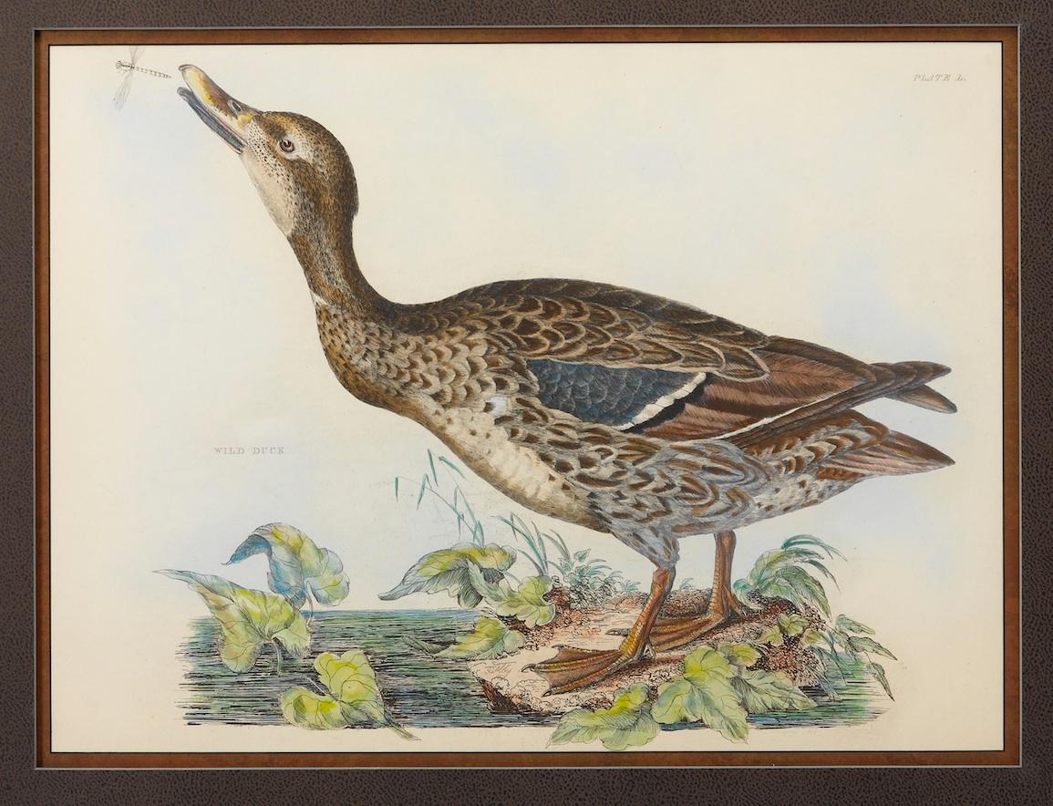 British Wild Duck by Prideaux John Selby, Antique Hand-Colored Engraving, c. 1821-1834