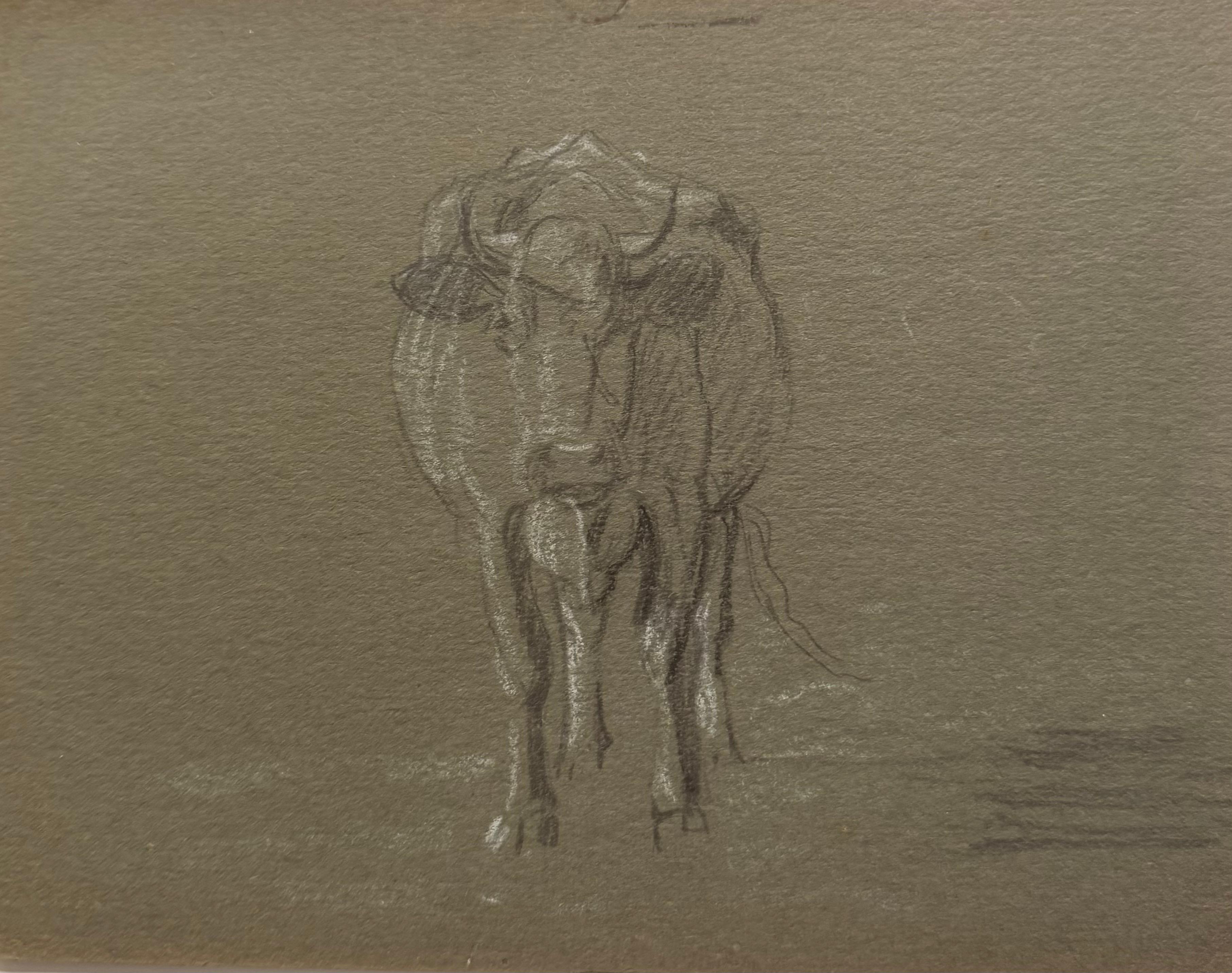 British Chalk Pencil Sketch of a Cow Stood Face On Portrait