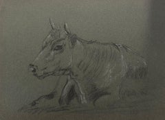 British Chalk Pencil Sketch of a Cow With Horns Resting on The Grass