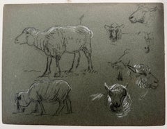 British Chalk Pencil Sketches of a Different Sheep Profile