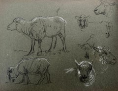 British Chalk Pencil Sketches of a Different Sheep Profile