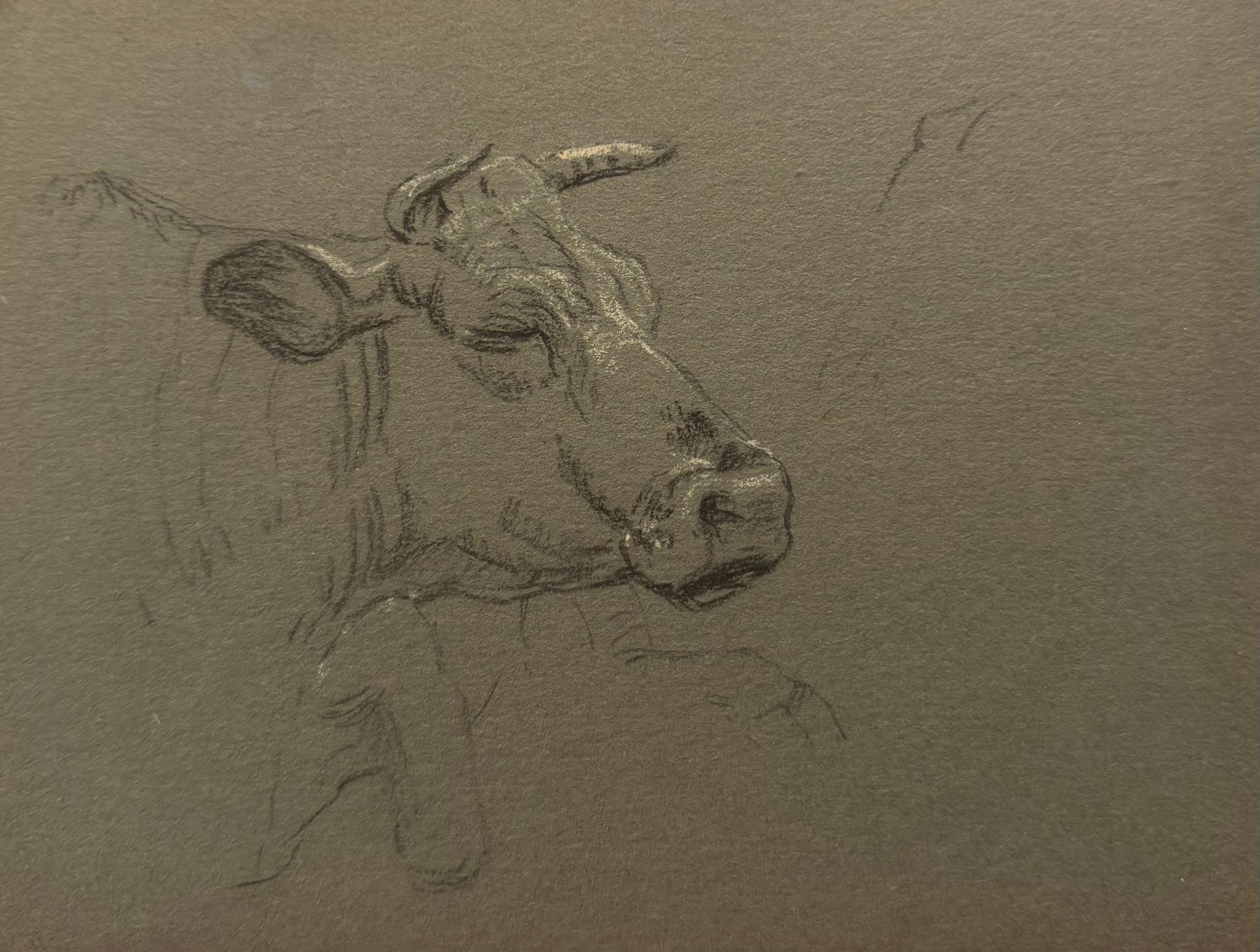 Esquisse à la craie britannique d'un portrait d'un visage de vache