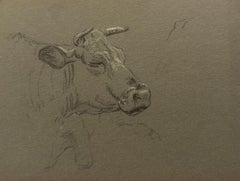 Britische Kreidestiftskizze eines Kuhgesichtsporträts