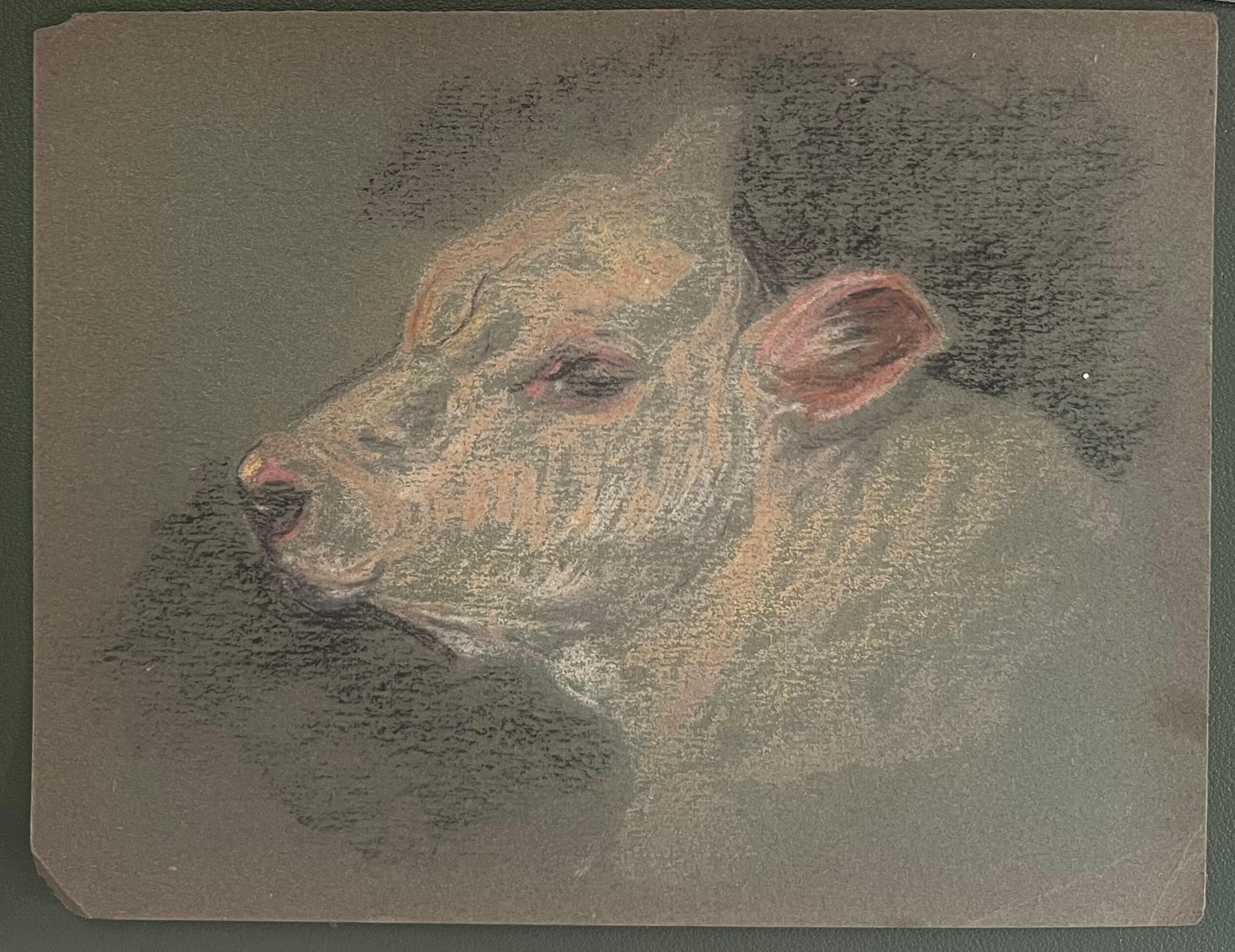 Britische Kreide Bleistiftskizze eines jungen Kalbs Gesicht mit detaillierten rosa Features – Painting von John Rabone Harvey