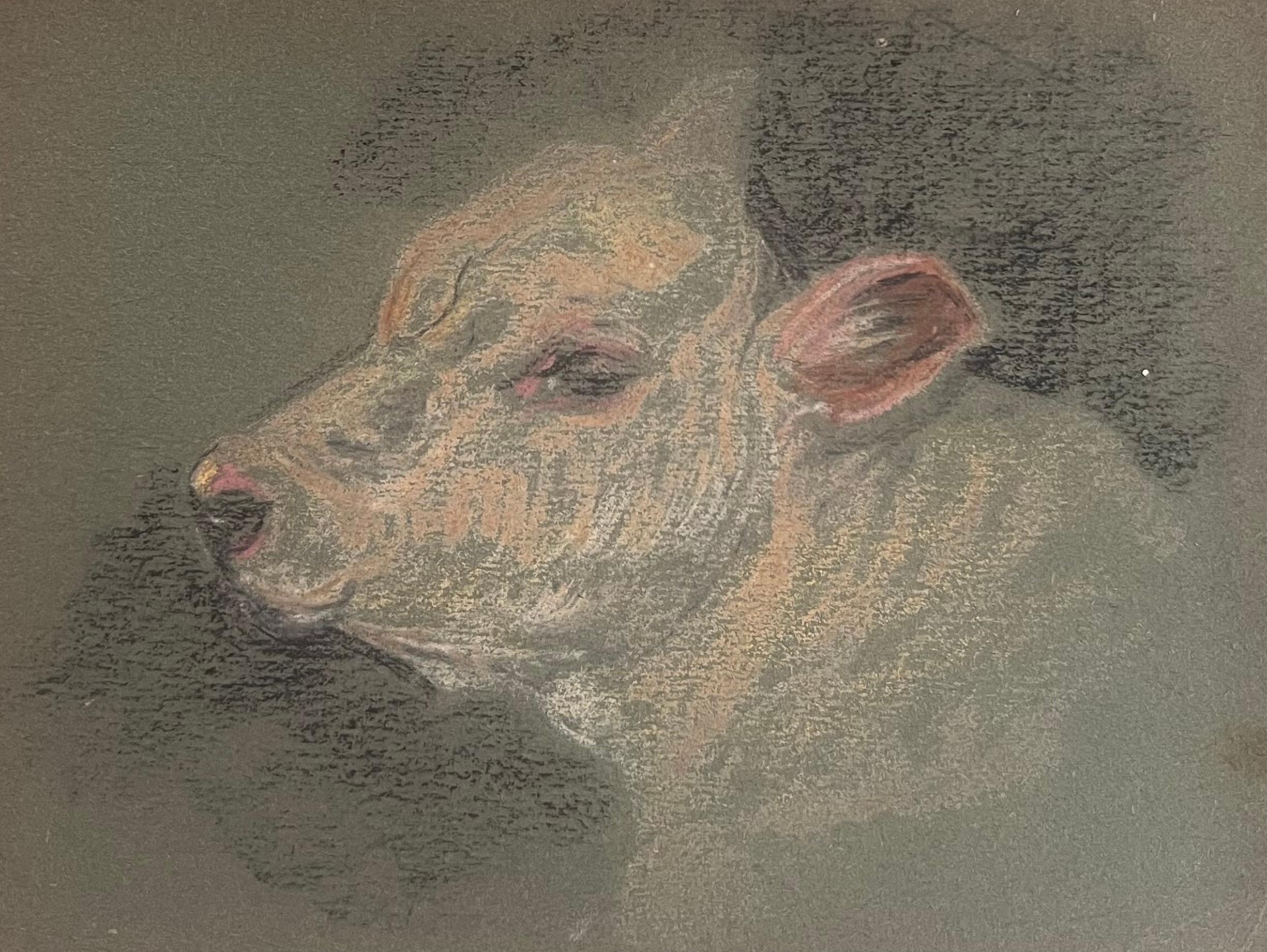 John Rabone Harvey Animal Painting – Britische Kreide Bleistiftskizze eines jungen Kalbs Gesicht mit detaillierten rosa Features