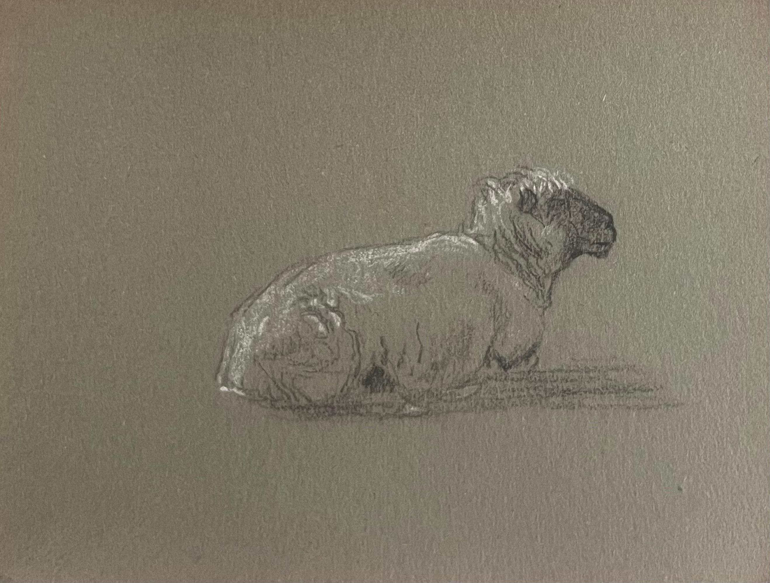 John Rabone Harvey Animal Painting – British Chalk Pencil Sketch of Small White Sheep Lying Down