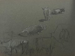 British Chalk Pencil Sketches of a Different Cows in Profiles In Field