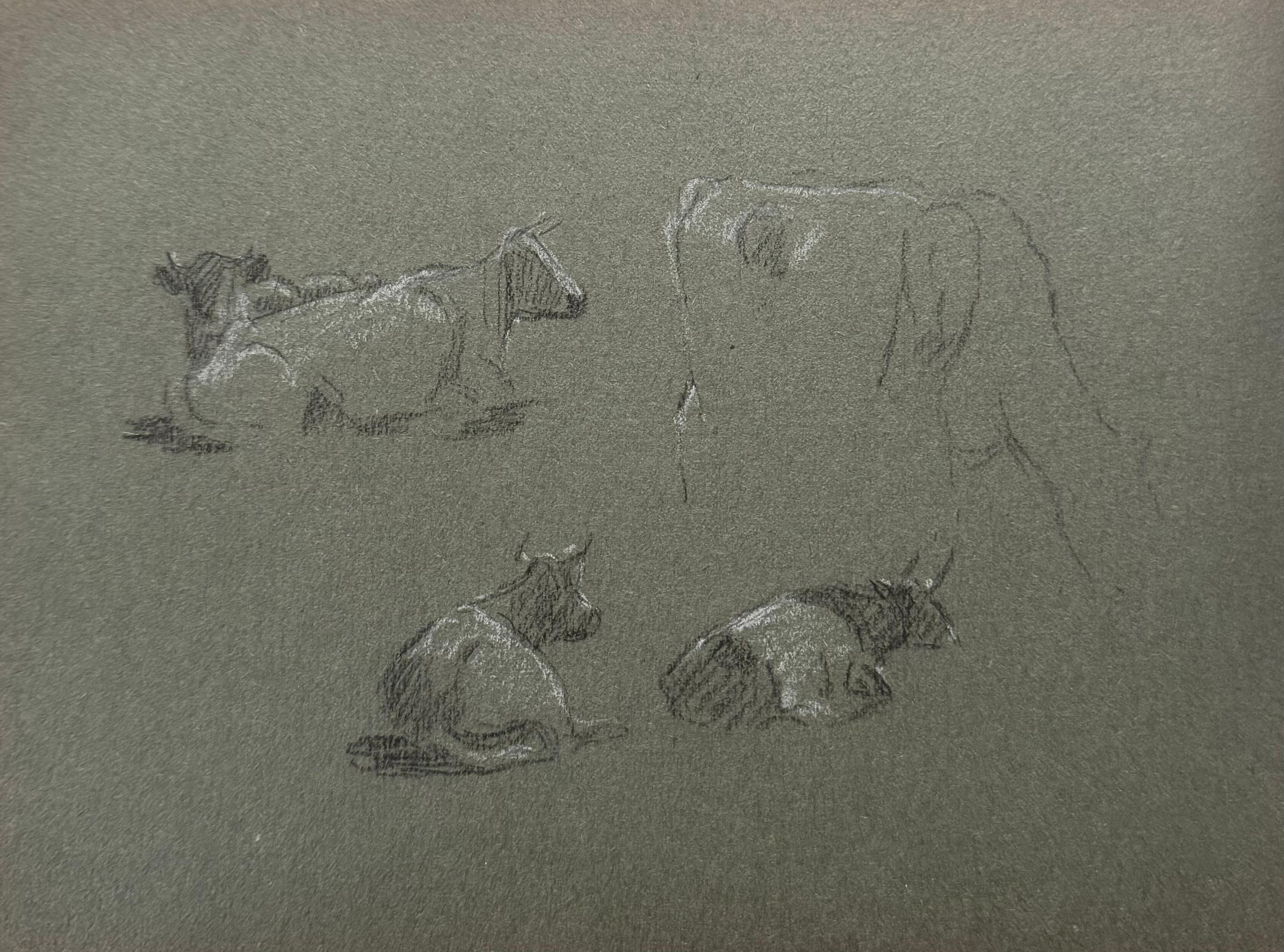British Chalk Pencil Sketches of Different Posed Cows
