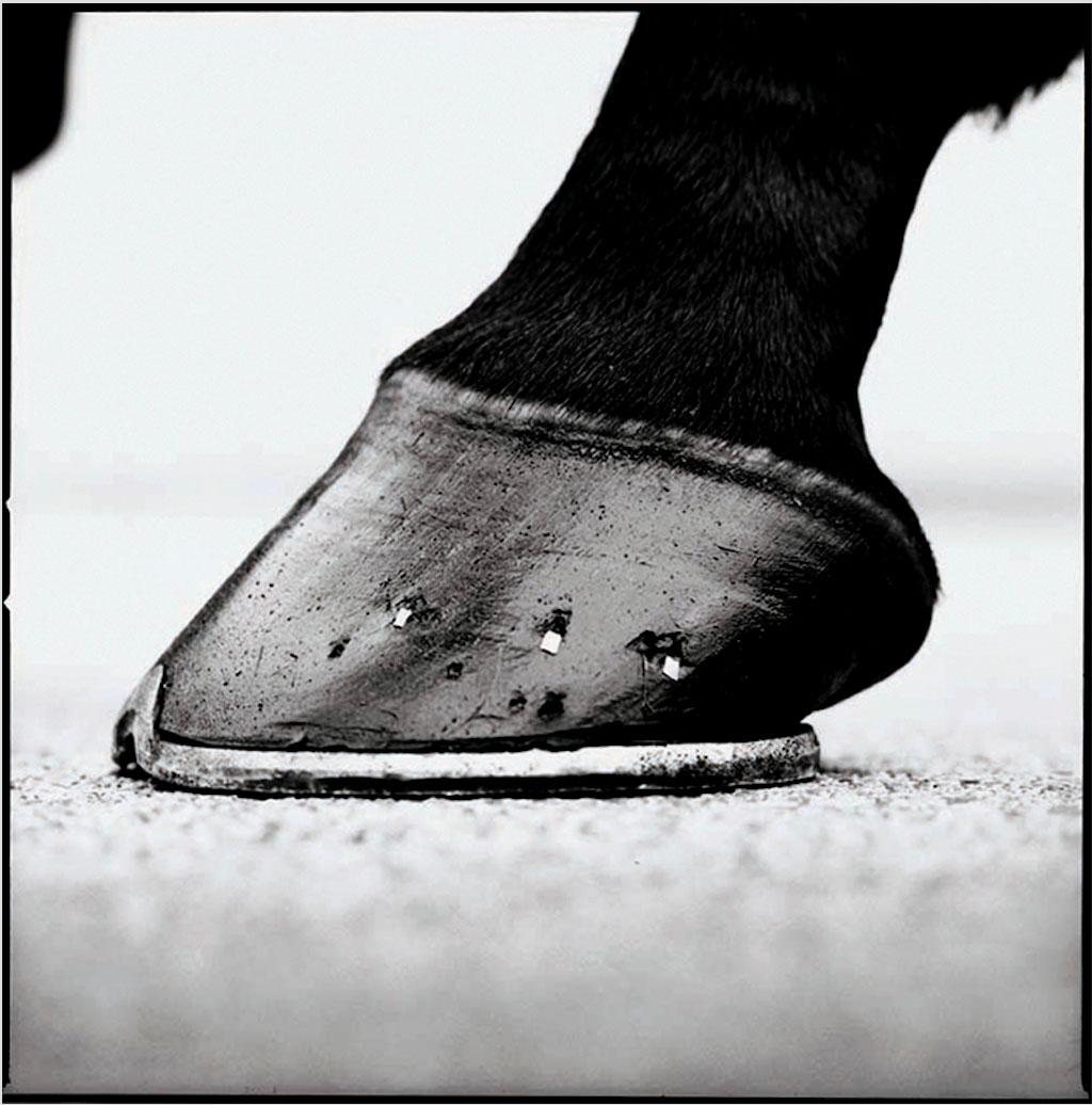 John Reardon Animal Print - Cape Cross - Hoof, Horseshoe, Stallion - Equine detail, Silver Gelatin Print