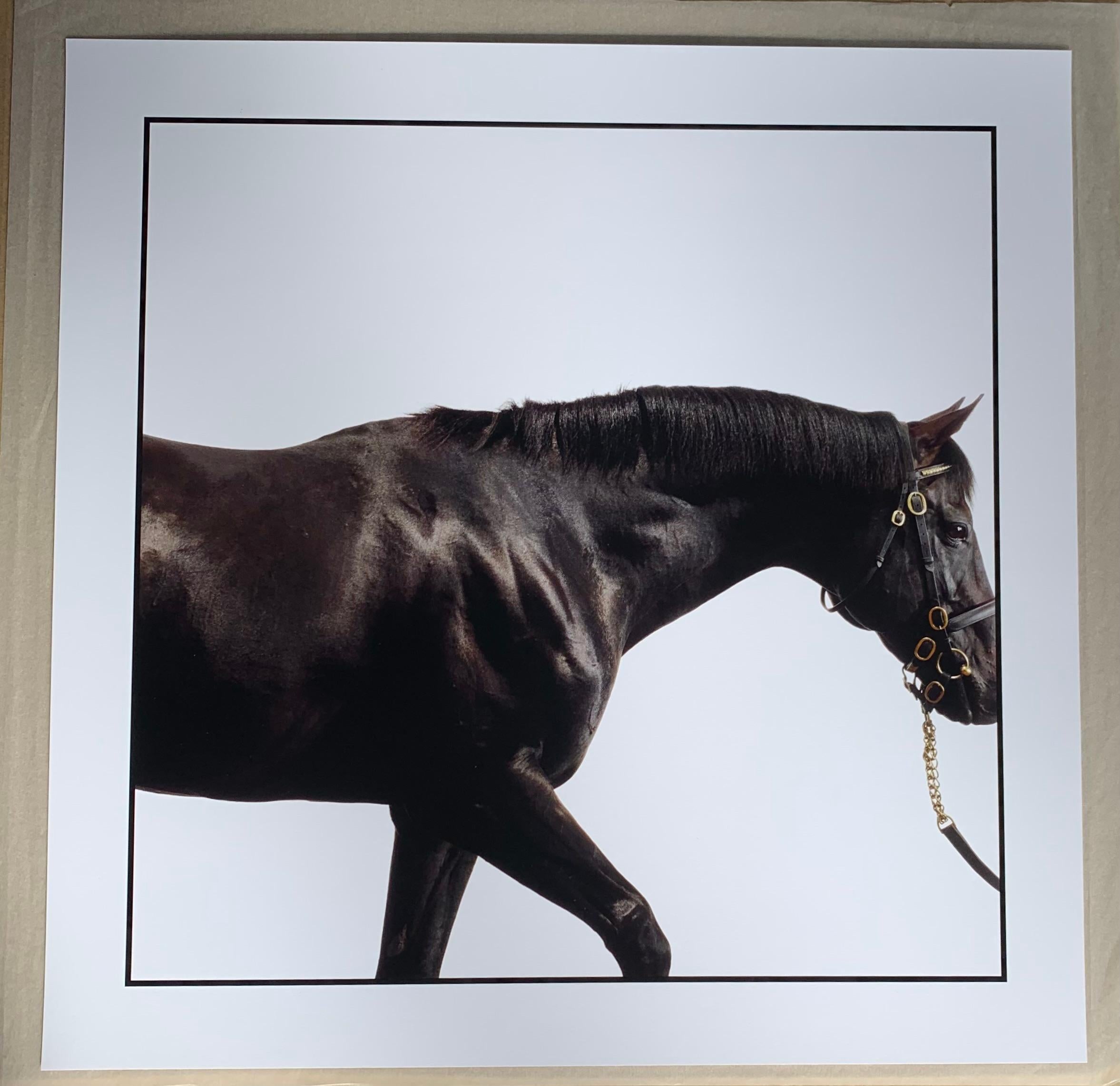 Cape Cross - Studio Portrait, Hengst, Champion, Pferde Kunstdruck ungerahmt – Photograph von John Reardon