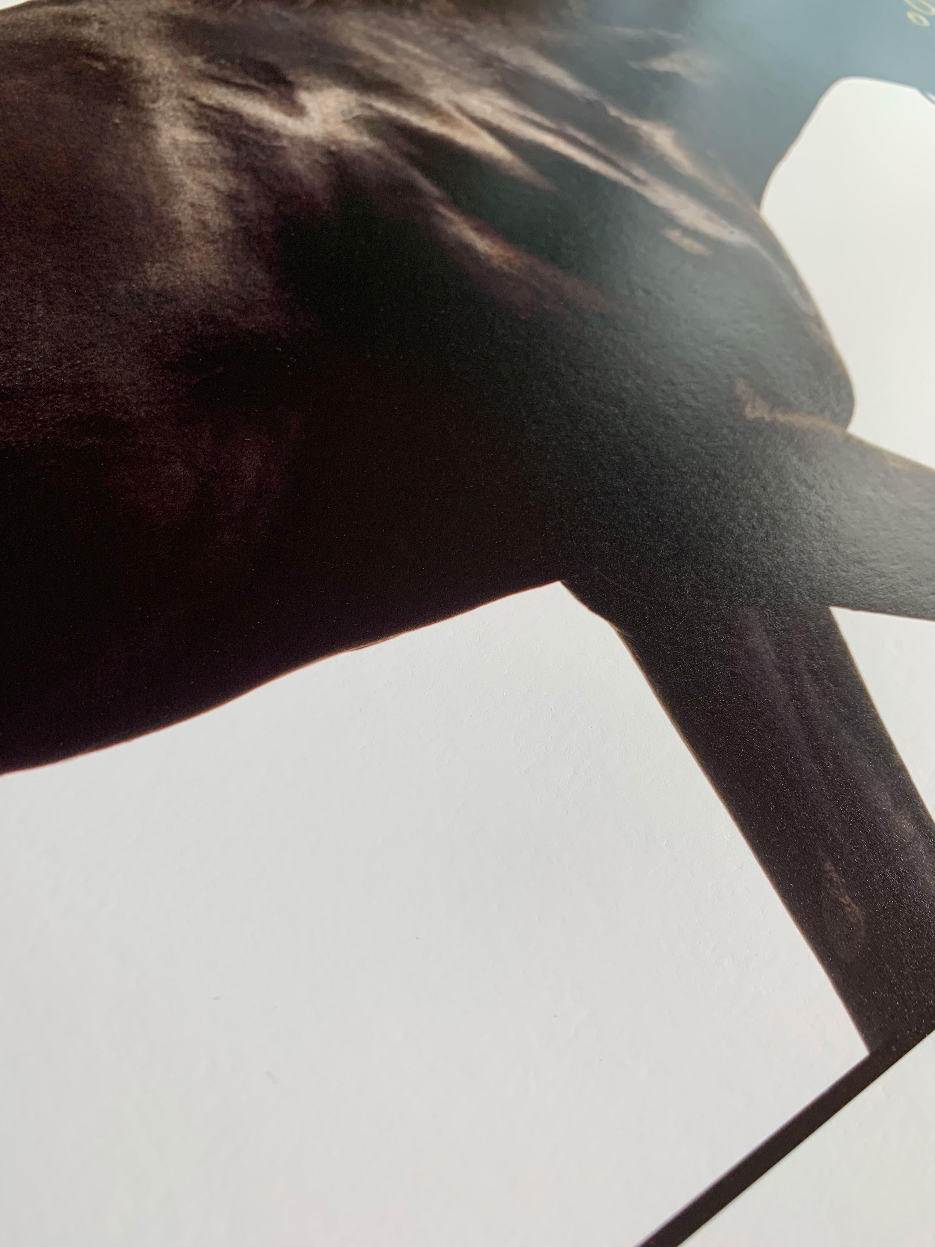 Cape Cross - Studio Portrait, Stallion, Champion, Equine Art Print Unframed - Contemporary Photograph by John Reardon