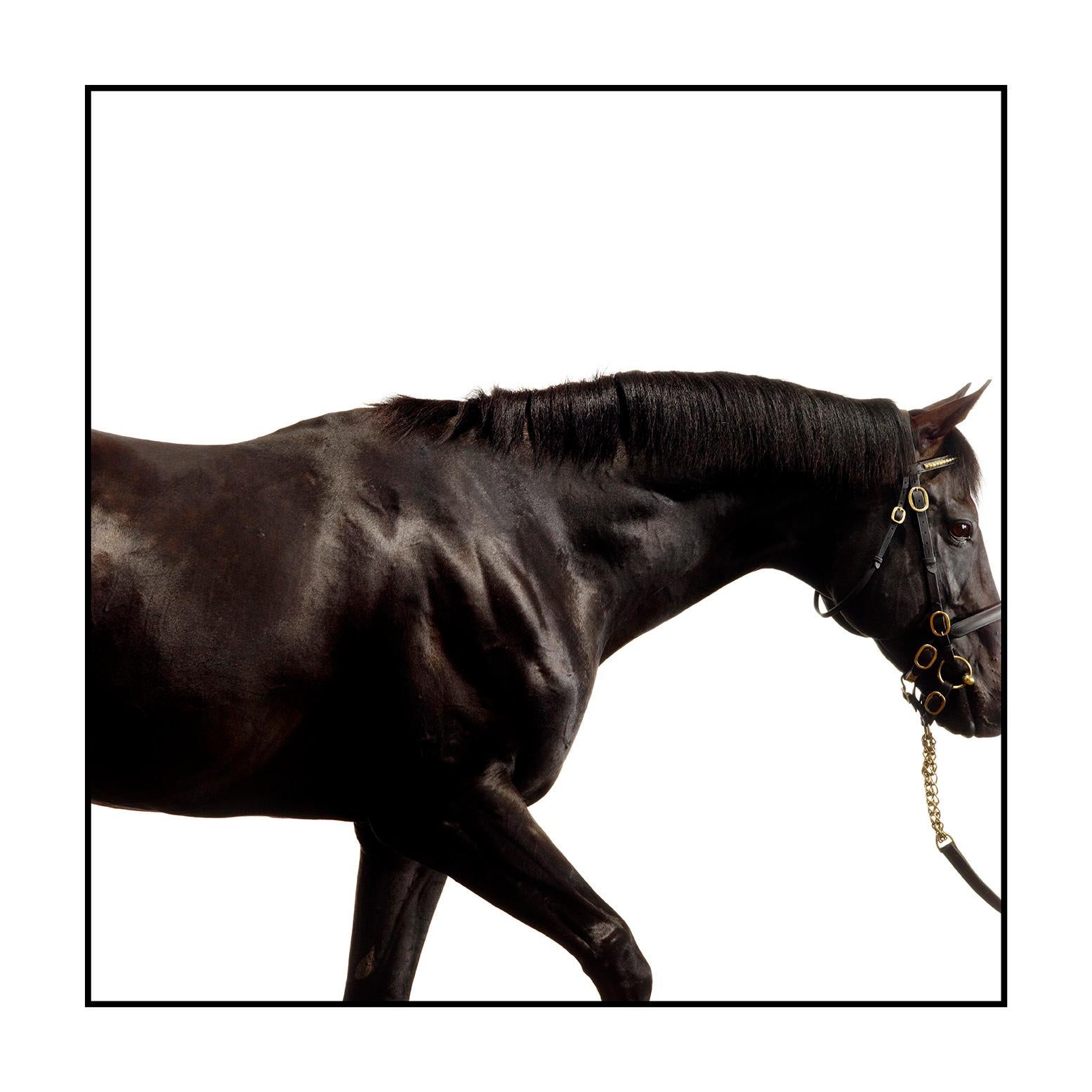 Cape Cross - Studio Portrait, Stallion, Champion, Equine Art Print Unframed - Black Portrait Photograph by John Reardon