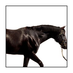 Cape Cross - Studio Portrait, Stallion, Champion, Equine Art Print Unframed