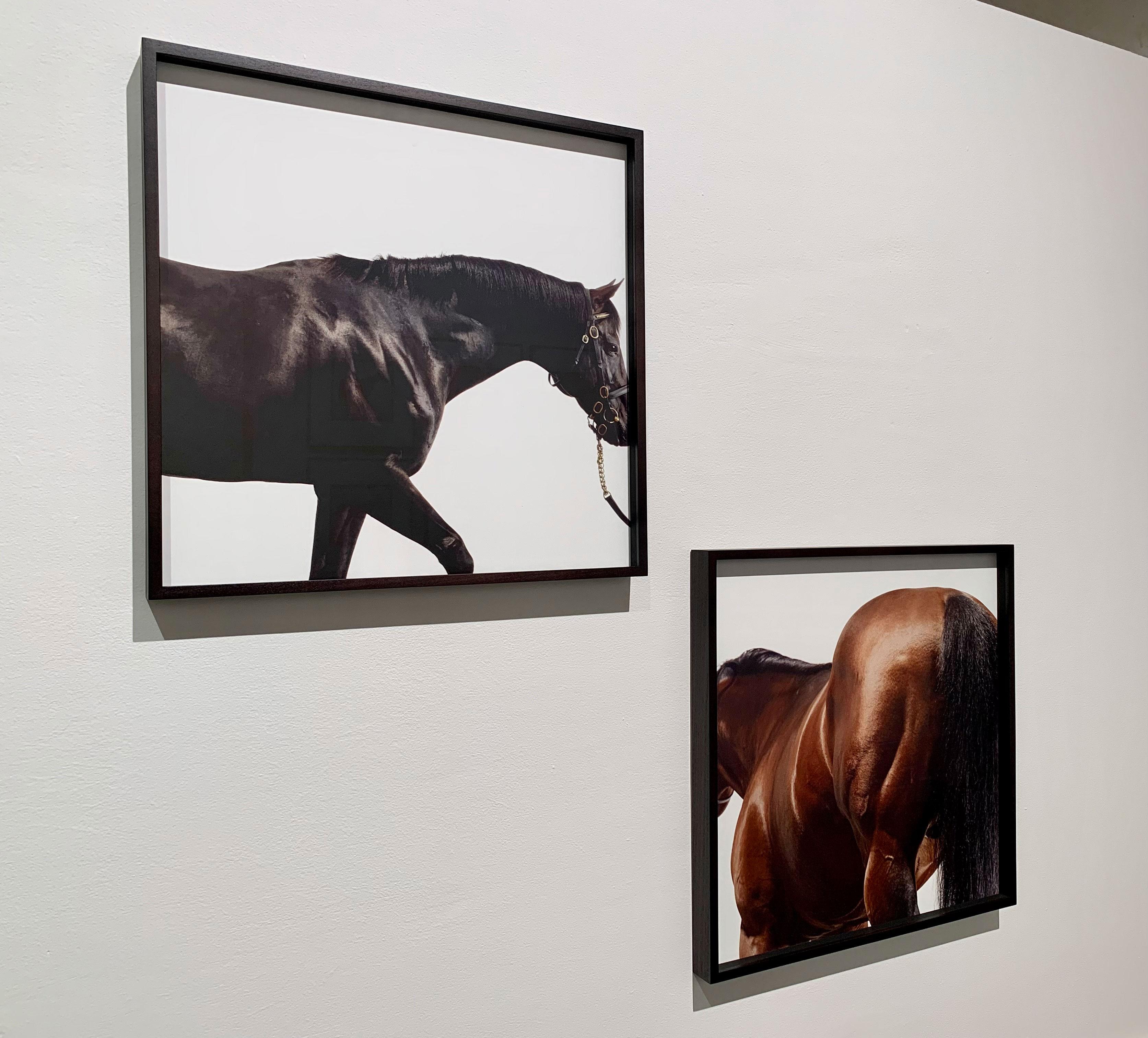 Cape Cross - Studio Portrait, Hengste, Champion Pferd, Pferde Kunstdruck  – Photograph von John Reardon