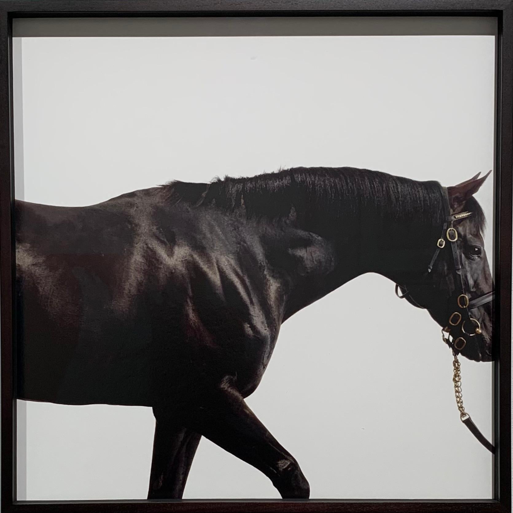 Cape Cross - Studio Portrait, Hengste, Champion Pferd, Pferde Kunstdruck  (Zeitgenössisch), Photograph, von John Reardon