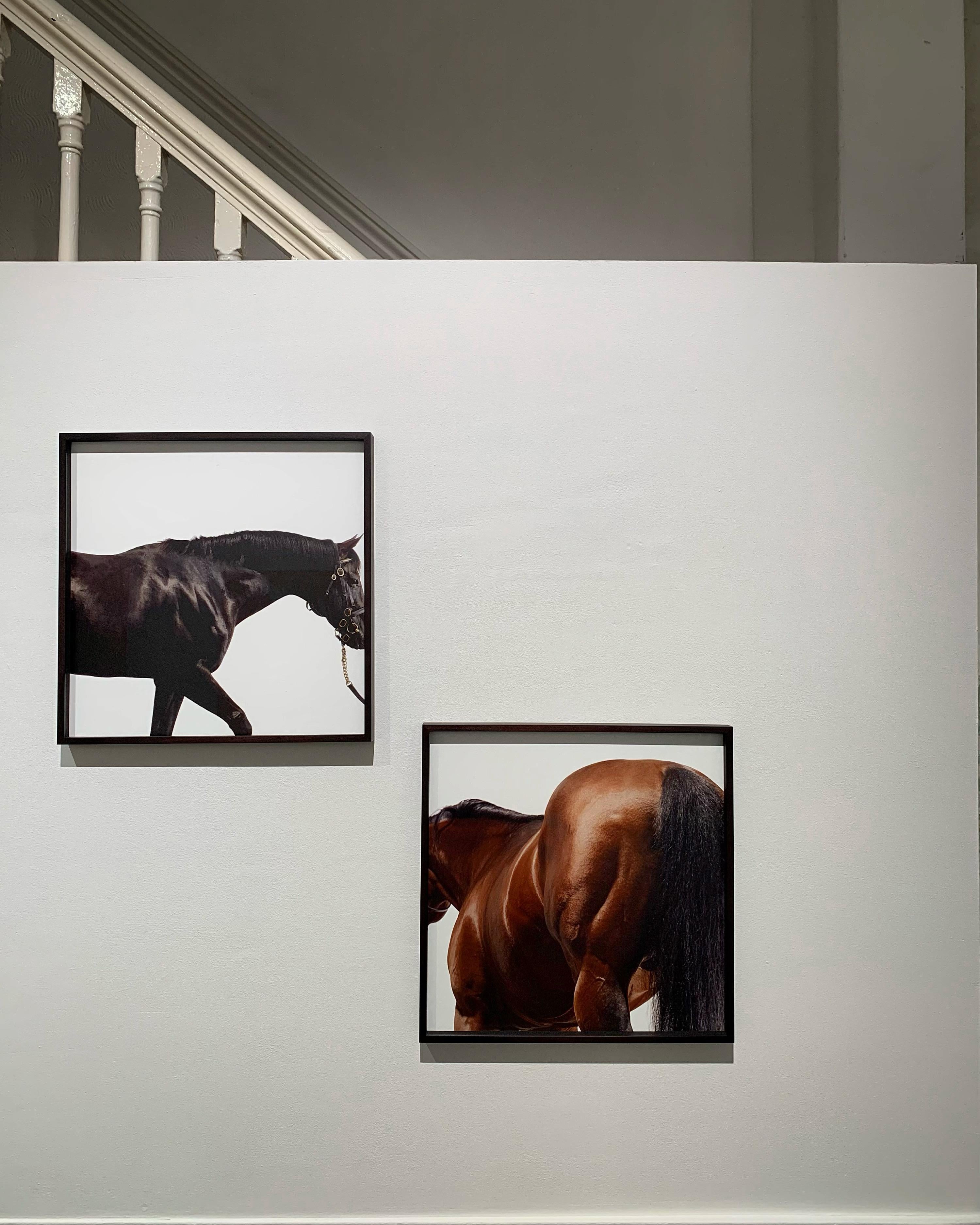 Cape Cross - Studio Portrait, Stallions, Champion Horse, Equine Art Print  - Black Color Photograph by John Reardon