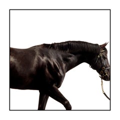 Cape Cross - Studio Portrait, Stallions, Champion Horse, Equine Art Print