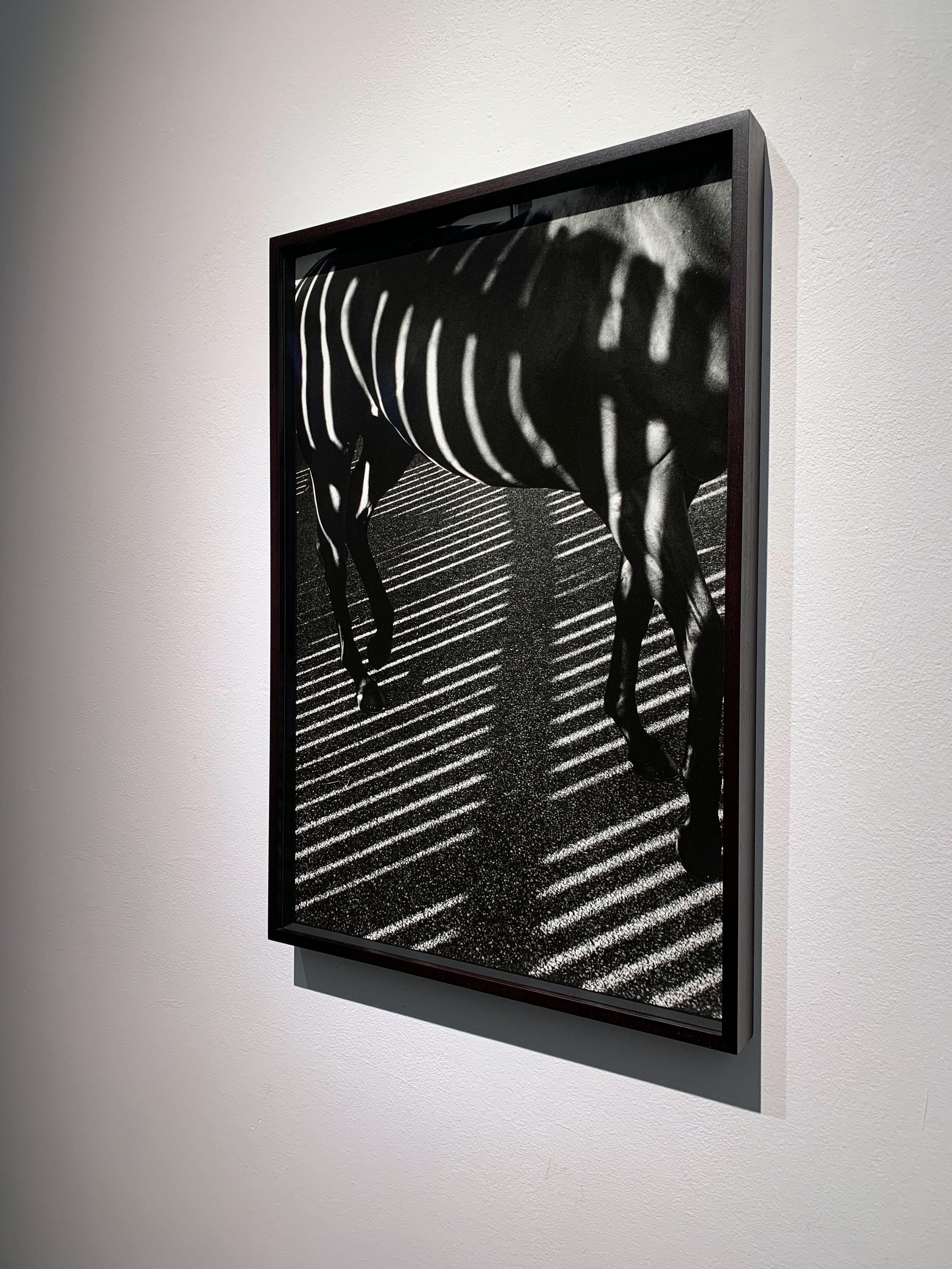 Dubawi, ‘Striped/ shadows', Abstract Black and white horse portrait photograph - Photograph by John Reardon