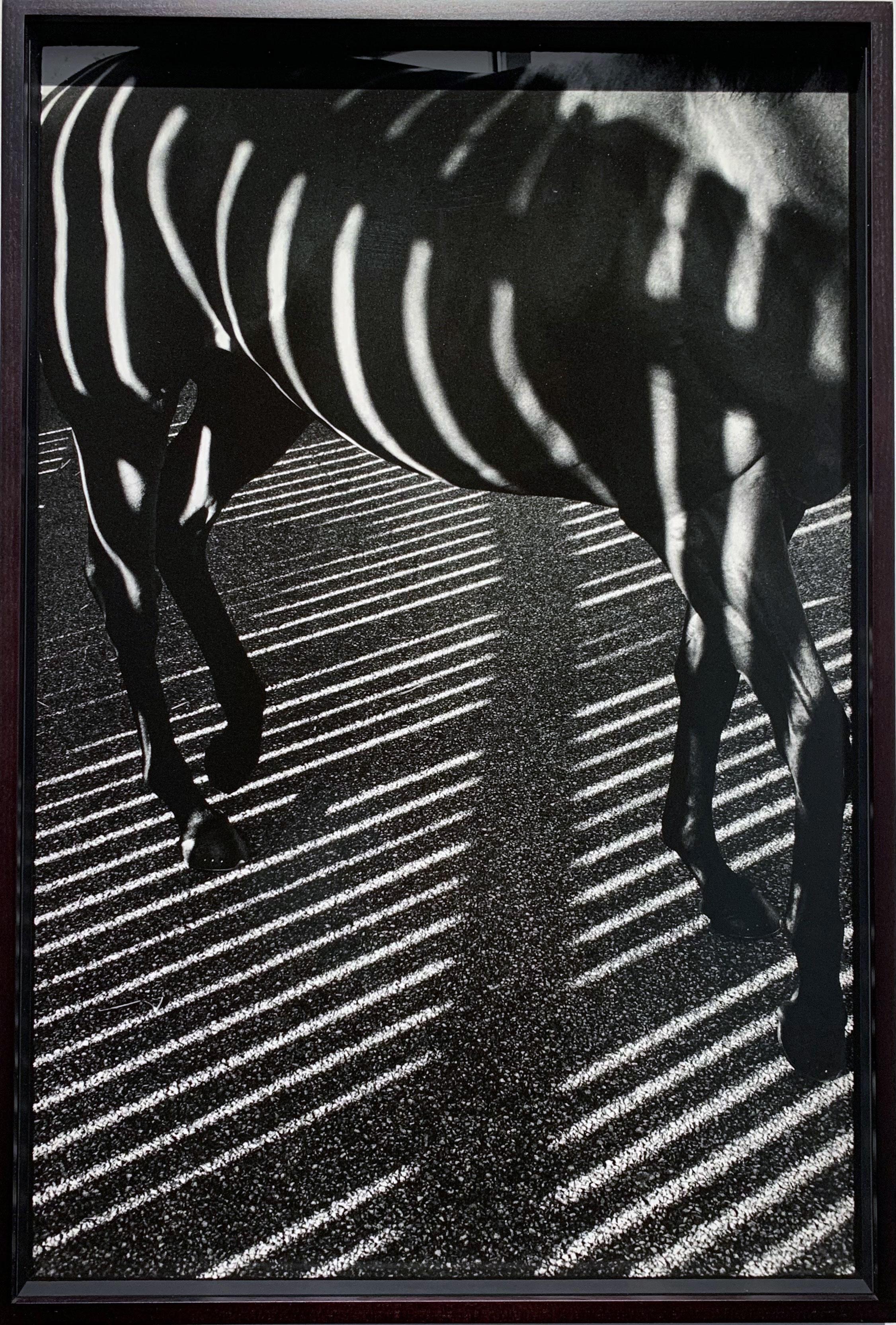 Dubawi, ‘Striped/ shadows', Abstract Black and white horse portrait photograph - Contemporary Photograph by John Reardon